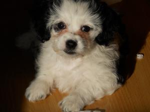 Vand catei bichon maltez