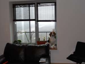 Beagle tricolor mascul caut sotie