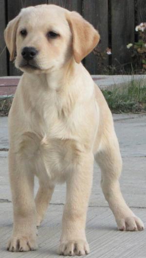 Vand labrador retriever pui