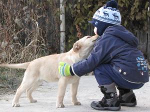 Vand labrador retriever pui