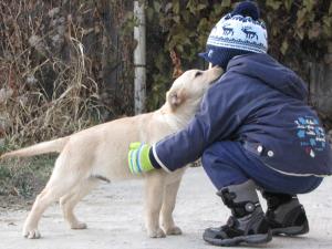 Vand labrador retriever pui