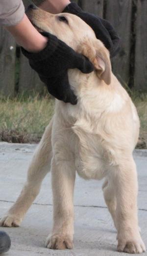 Vand labrador retriever pui