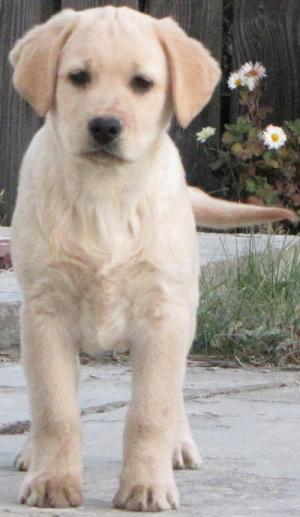 Vand labrador retriever pui