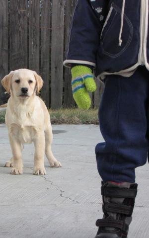 Pui labrador galben (auriu)