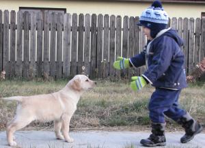 Pui labrador galben (auriu)