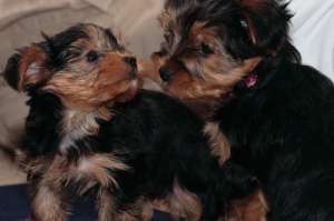 Yorkshire Terrier pui pentru a da afară.