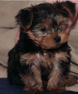 Yorkshire Terrier pui pentru a da afară.