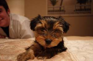 Yorkshire Terrier pui pentru a da afară.