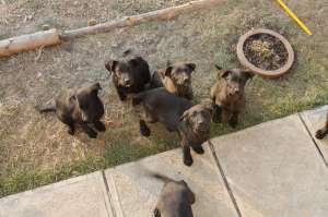 vand pui labrador