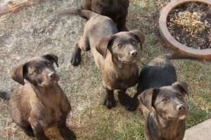 vand pui labrador