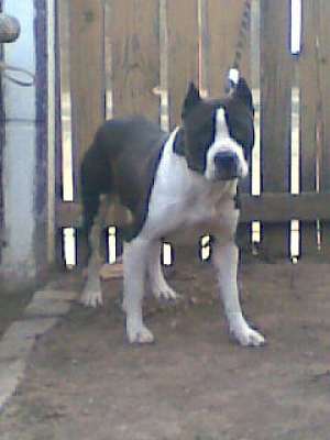 Vand Amstaff