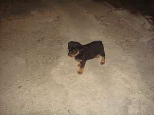 Vand Rottweiler pui de 4 luni toate vaccinele luate sau dau la schimb cu alt caine preferabil doberm