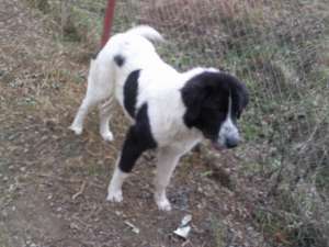 V�ND CĂŢEL CIOBĂNESC ROM�NESC DE BUCOVINA