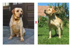 vand pui labrador aurii