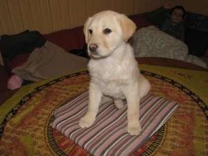 vand pui labrador aurii