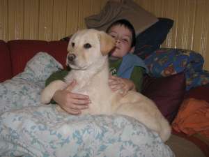 vand pui labrador aurii