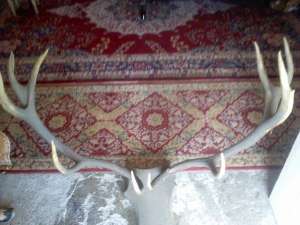 coarne cerb