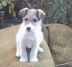 vand  foxterrier