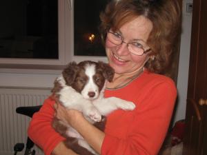Cateluse Border Collie