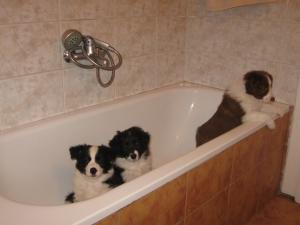 Cateluse Border Collie