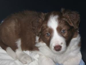Cateluse Border Collie
