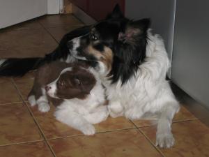Cateluse Border Collie