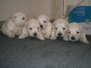 Vand pui golden retriever !!!
