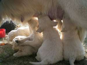 Vand pui golden retriever !!!