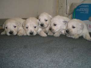 Vand pui golden retriever !!!