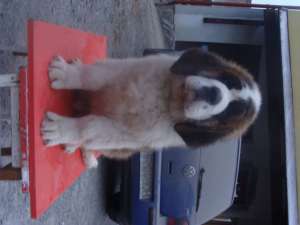 vand catei saint bernard