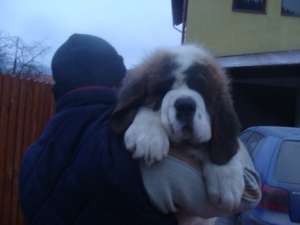 vand catei saint bernard