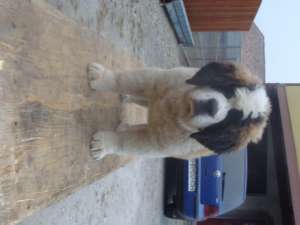 vand catei saint bernard