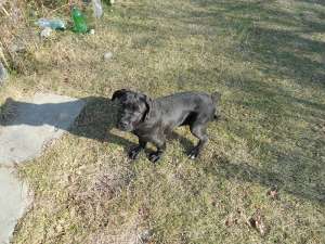 Vand pui cane corso