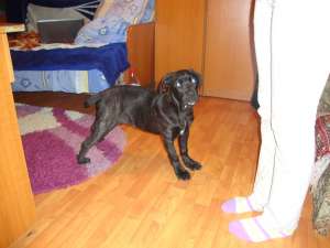 Vand pui cane corso