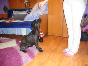 Vand pui cane corso