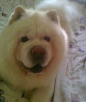 chow chow
