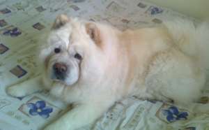 chow chow
