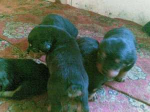 VAND PUI ROTTWEILER
