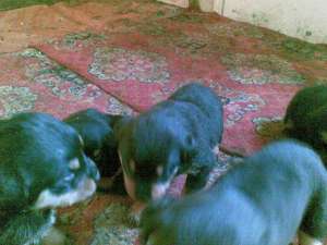VAND PUI ROTTWEILER