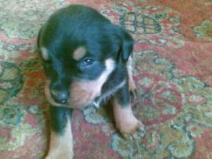 VAND PUI ROTTWEILER