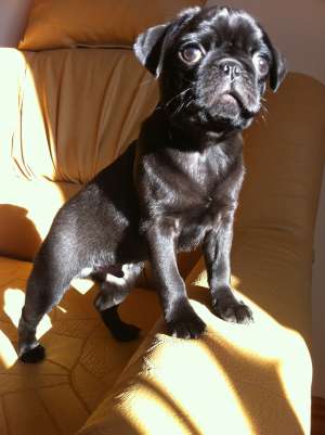 mascul mops i-mi ofer servicile