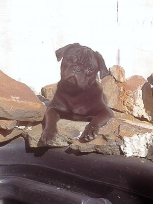 mascul mops i-mi ofer servicile
