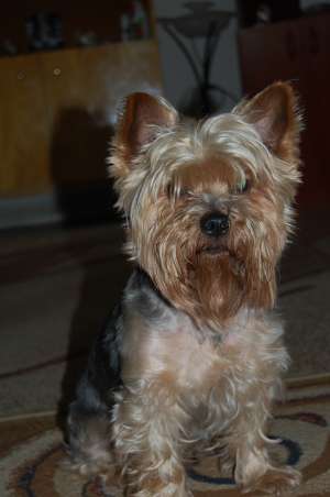 ofer pentru monta mascul yorkshire terrier standard