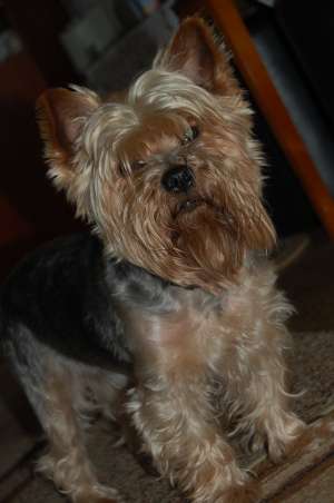 ofer pentru monta mascul yorkshire terrier standard