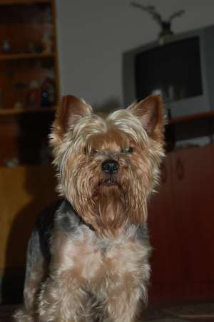 ofer pentru monta mascul yorkshire terrier standard