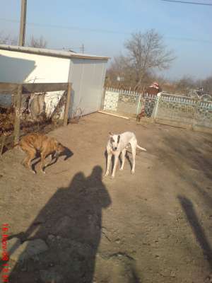 ogari englezi de vanatoare