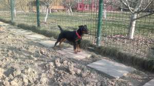 VAND JAGD TERRIER PUR (PERECHE)