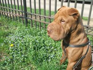 imperechere shar-pei