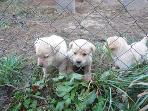 labrador promotional