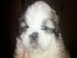 vand puiuti shi-tzu